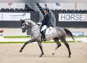 Caballo de deporte español, Caballo castrado, 9 años, 170 cm, Tordo