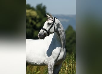 Caballo de deporte español, Caballo castrado, 9 años, 170 cm, Tordo
