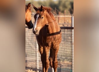 Caballo de deporte español, Caballo castrado, Potro (01/2025)