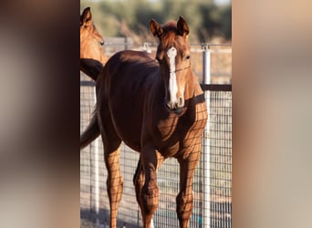 Caballo de deporte español, Caballo castrado, Potro (01/2025)