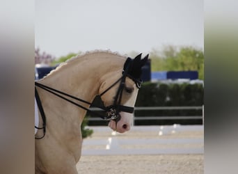 Caballo de deporte español, Semental, 10 años, 167 cm, Palomino