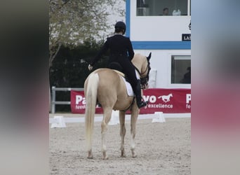 Caballo de deporte español, Semental, 10 años, 167 cm, Palomino