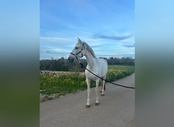 Caballo de deporte español, Semental, 10 años, 170 cm, Tordo