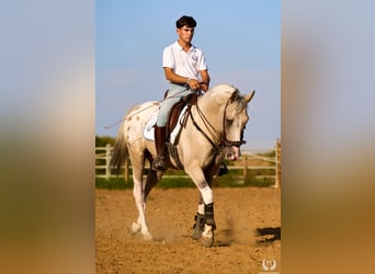 Caballo de deporte español, Semental, 10 años, Atigrado/Moteado