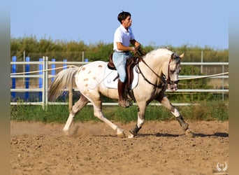 Caballo de deporte español, Semental, 10 años, Atigrado/Moteado