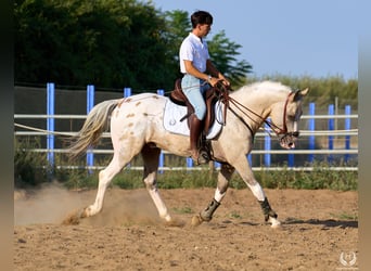 Caballo de deporte español, Semental, 10 años, Atigrado/Moteado