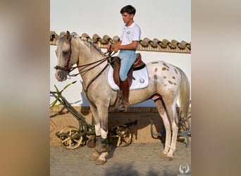 Caballo de deporte español, Semental, 10 años, Atigrado/Moteado