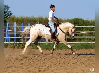 Caballo de deporte español, Semental, 10 años, Atigrado/Moteado