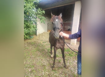 Caballo de deporte español, Semental, 1 año, 130 cm, Castaño oscuro