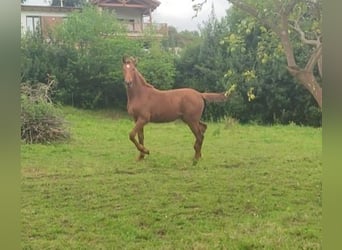 Caballo de deporte español, Semental, 1 año, 154 cm, Alazán rojizo