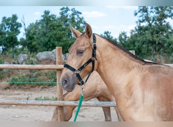 Caballo de deporte español, Semental, 1 año, 155 cm, Cremello