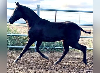 Caballo de deporte español, Semental, 1 año, 165 cm, Negro
