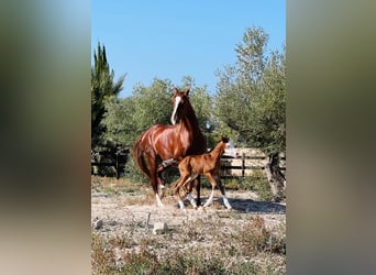 Caballo de deporte español, Semental, 1 año, 170 cm, Castaño