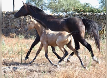 Caballo de deporte español, Semental, 1 año, Buckskin/Bayo