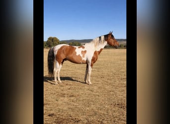 Caballo de deporte español, Semental, 1 año, Pío