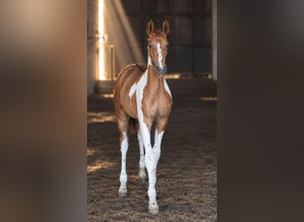 Caballo de deporte español, Semental, 1 año, Pío