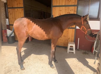 Caballo de deporte español, Semental, 2 años, 155 cm, Castaño