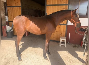 Caballo de deporte español, Semental, 2 años, 155 cm, Castaño