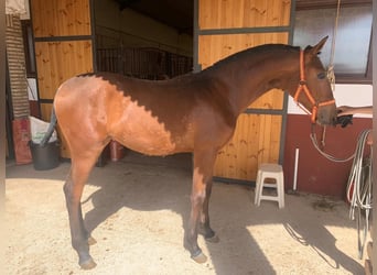 Caballo de deporte español, Semental, 2 años, 155 cm, Castaño