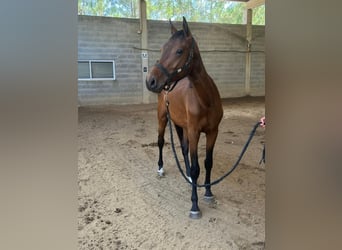 Caballo de deporte español, Semental, 2 años, 157 cm, Castaño