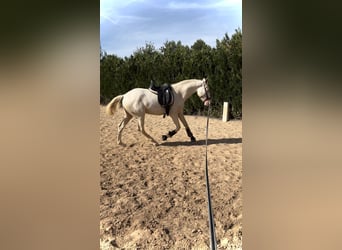 Caballo de deporte español, Semental, 2 años, 160 cm, Cremello