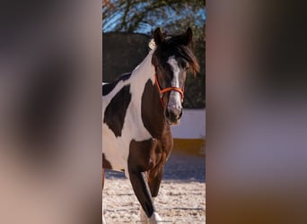 Caballo de deporte español Mestizo, Semental, 2 años, 162 cm, Tobiano-todas las-capas