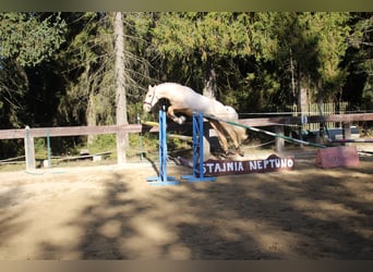 Caballo de deporte español, Semental, 2 años, 167 cm, Palomino