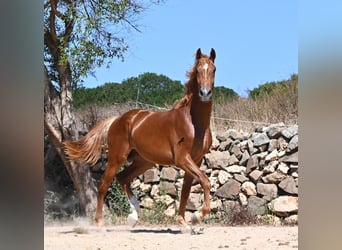 Caballo de deporte español, Semental, 2 años, 170 cm, Alazán