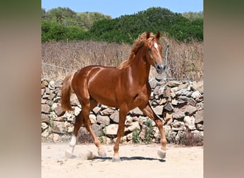 Caballo de deporte español, Semental, 2 años, 170 cm, Alazán