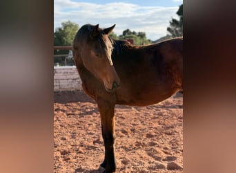 Caballo de deporte español, Semental, 2 años, Castaño