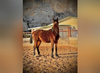 Caballo de deporte español, Semental, 2 años, Castaño