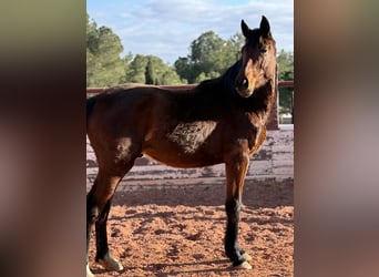 Caballo de deporte español, Semental, 2 años, Castaño