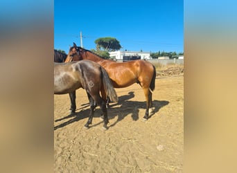 Caballo de deporte español, Semental, 2 años, Castaño