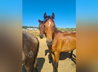 Caballo de deporte español, Semental, 2 años, Castaño