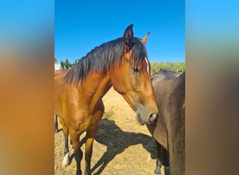 Caballo de deporte español, Semental, 2 años, Castaño