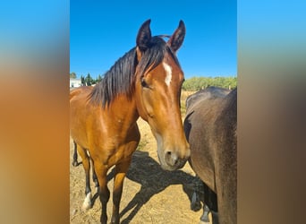 Caballo de deporte español, Semental, 2 años, Castaño