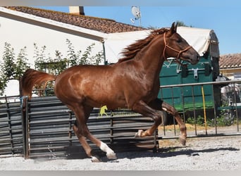 Caballo de deporte español, Semental, 3 años, 153 cm, Alazán-tostado