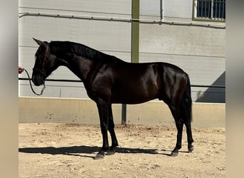 Caballo de deporte español, Semental, 3 años, 155 cm, Negro