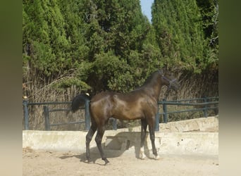 Caballo de deporte español, Semental, 3 años, 159 cm, Negro