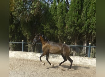 Caballo de deporte español, Semental, 3 años, 159 cm, Negro