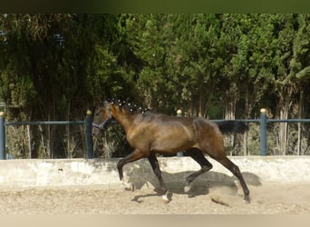 Caballo de deporte español, Semental, 3 años, 160 cm, Negro