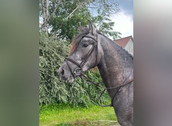 Caballo de deporte español, Semental, 3 años, 161 cm, Musgo marrón