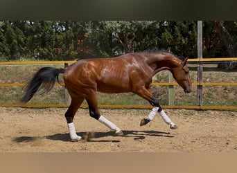 Caballo de deporte español, Semental, 3 años, 163 cm, Castaño claro