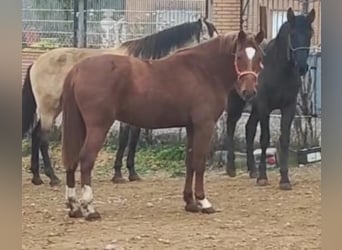 Caballo de deporte español, Semental, 3 años, 164 cm, Alazán