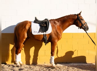 Caballo de deporte español, Semental, 3 años, 166 cm, Alazán rojizo