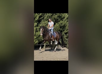 Caballo de deporte español, Semental, 3 años, 169 cm, Castaño oscuro