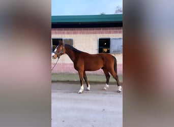 Caballo de deporte español, Semental, 3 años, 170 cm, Castaño