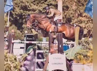 Caballo de deporte español, Semental, 3 años, 170 cm, Castaño