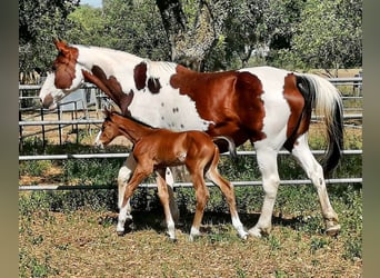 Caballo de deporte español, Semental, 3 años, 170 cm, Castaño