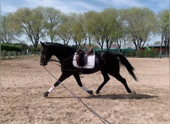 Caballo de deporte español, Semental, 3 años, 171 cm, Negro